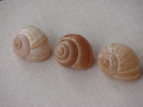 Hlemýždí ulity krémové 3 ks ( č.2 ) — foto 2