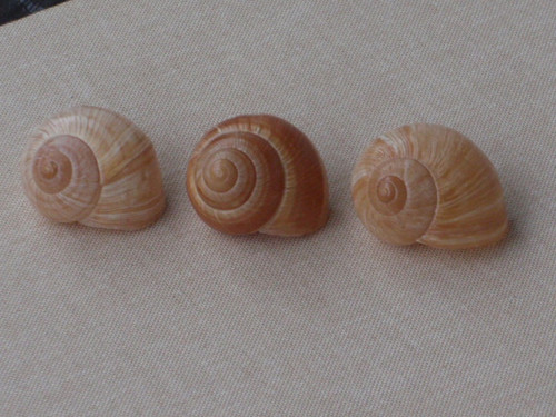 Hlemýždí ulity krémové 3 ks ( č.2 ) — foto 3