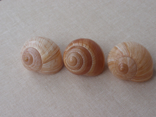 Hlemýždí ulity krémové 3 ks ( č.2 ) — foto 5