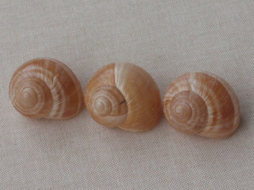 Hlemýždí ulity krémové 3 ks ( č.3 ) — foto 2