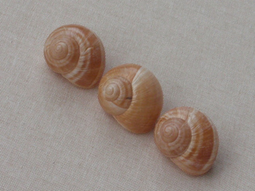 Hlemýždí ulity krémové 3 ks ( č.3 ) — foto 3