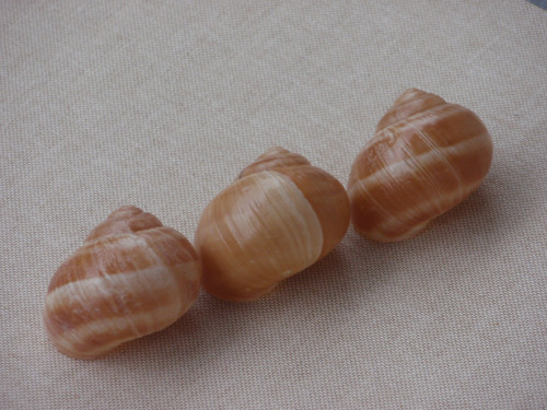 Hlemýždí ulity krémové 3 ks ( č.3 ) — foto 5
