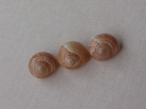 Hlemýždí ulity krémové 3 ks ( č.3 ) — foto 6