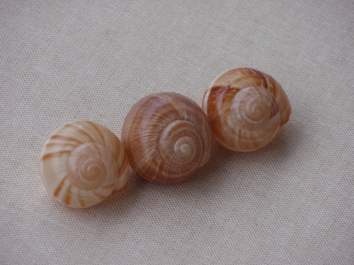 Hlemýždí ulity krémové 3 ks ( č.4 ) — foto 2