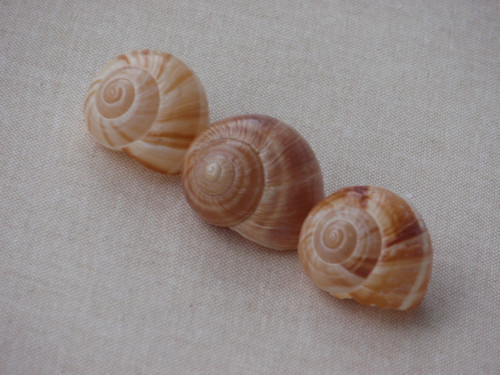 Hlemýždí ulity krémové 3 ks ( č.4 ) — foto 5