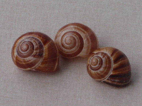 Hlemýždí ulity světlehnědé 3 ks ( č.2 ) — foto 2