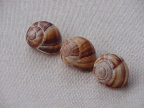 Hlemýždí ulity světlehnědé 3 ks ( č.4 ) — foto 3