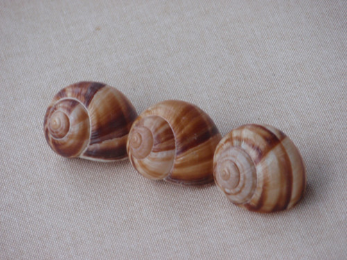 Hlemýždí ulity světlehnědé 3 ks ( č.4 ) — foto 5