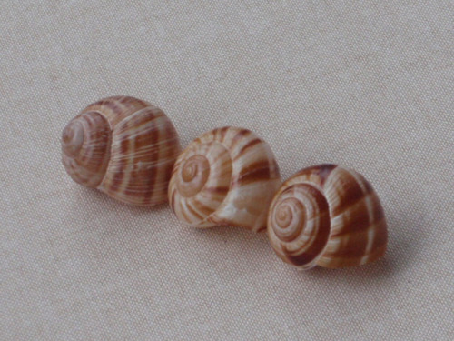 Hlemýždí ulity světlehnědé 3 ks ( č.5 ) — foto 2