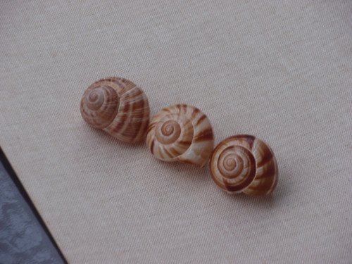 Hlemýždí ulity světlehnědé 3 ks ( č.5 ) — foto 3