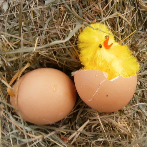 Slepice na seně... — foto 4