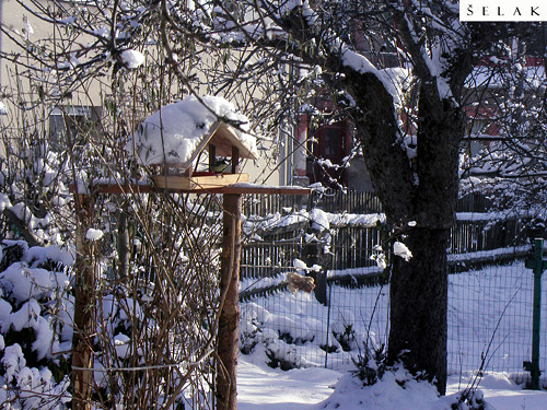 Krmítko pro přezimující ptactvo.. — foto 3