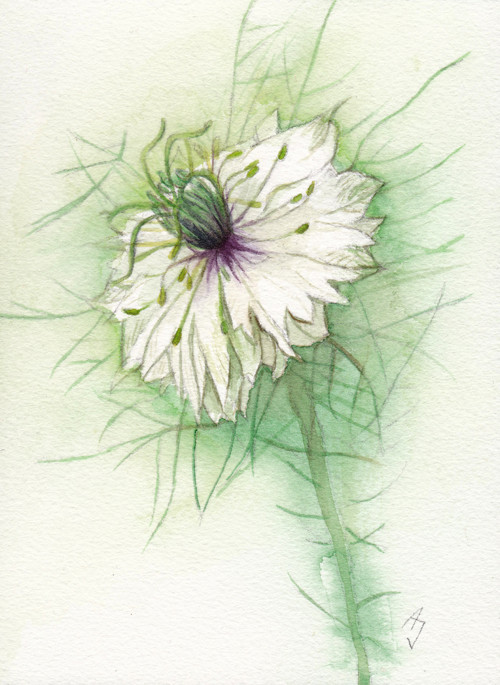 Nigella - originál, akvarel — foto 2