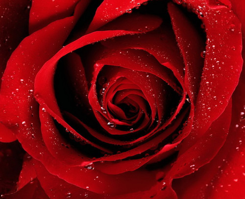 Náušničky RED ROSES II — foto 4