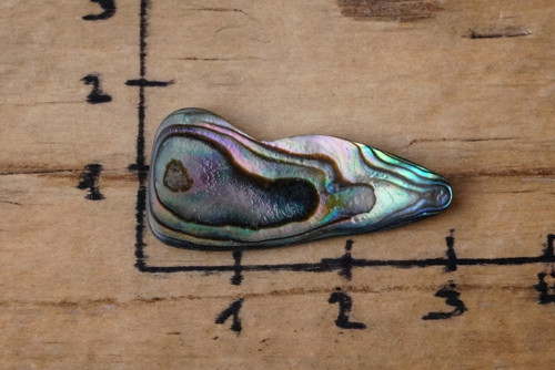 Paua mušle D1678 — foto 2