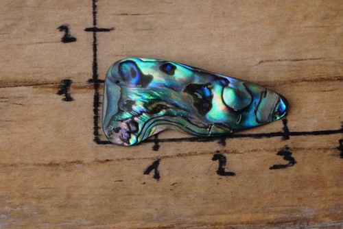 Paua mušle D1678 — foto 3