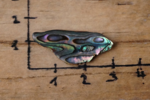 Paua mušle D1682 — foto 2