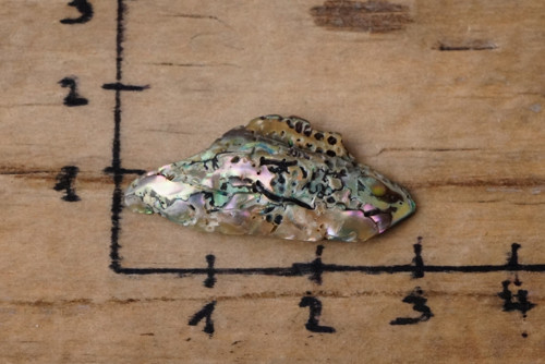 Paua mušle D1682 — foto 3