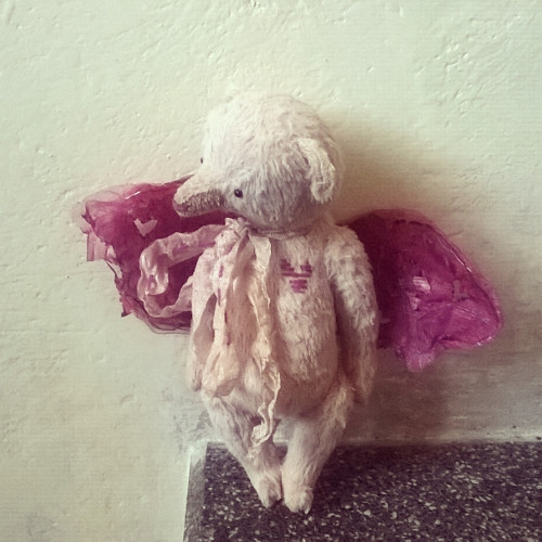 Medvĕdí andílek — foto 3