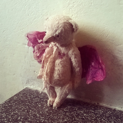 Medvĕdí andílek — foto 5