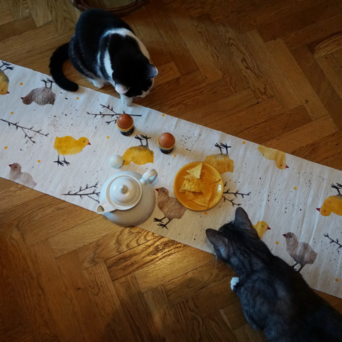Kuřátka a kočičky — foto 2