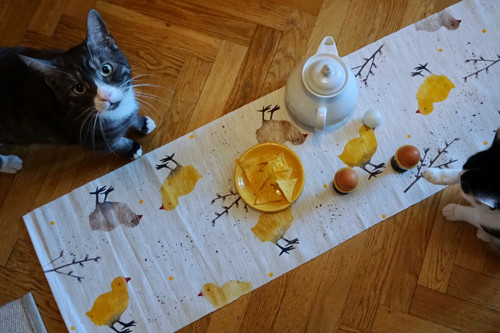 Kuřátka a kočičky — foto 5