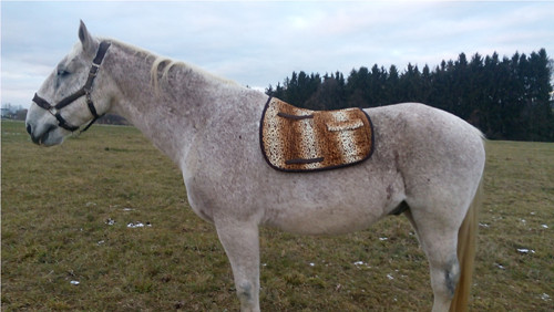 Podsedlovka-pro koně 3 — foto 5
