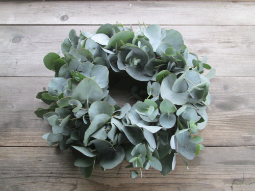 Eucalyptus — foto 3