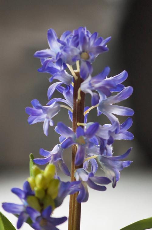 Dekorace HyacintForever — foto 3