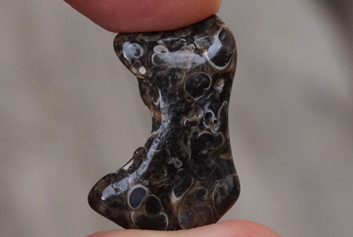 Turritella D1792 — foto 2