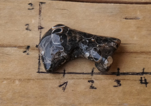 Turritella D1792 — foto 3