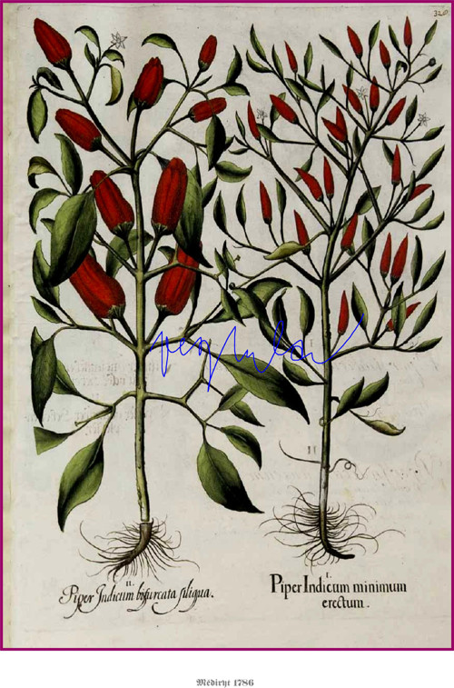 Chilli II — foto 5