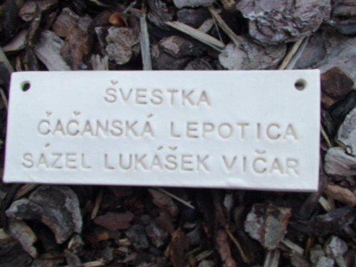 Jmenovky - na stromečky — foto 4