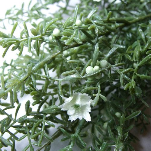 Asparagus — foto 2