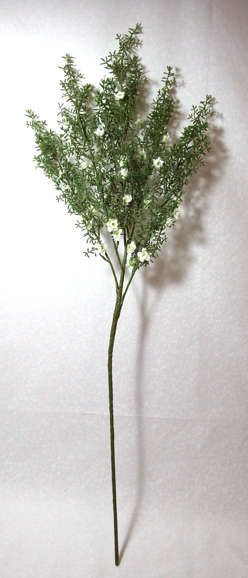 Asparagus — foto 3