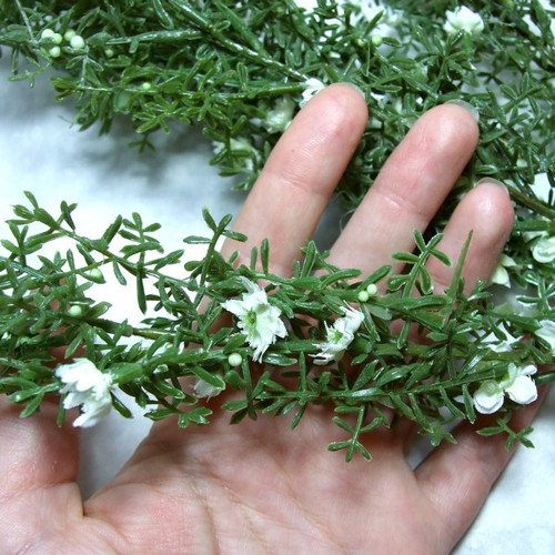 Asparagus — foto 4