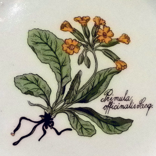 Petrklíčové talíře — foto 3