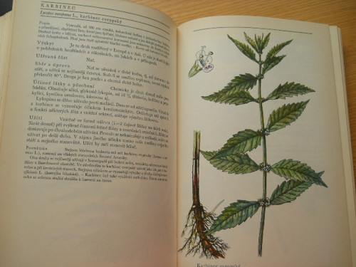 Naše rostliny v lékařství. — foto 3