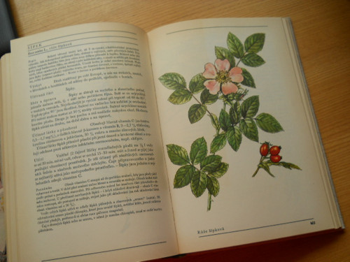 Naše rostliny v lékařství. — foto 5