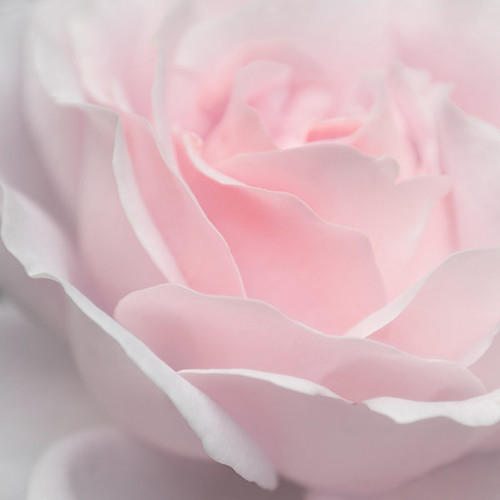 Náhrdelník POWDER ROSE — foto 3