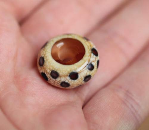 Vinutka Venus 1 - průvlek 5 mm — foto 3