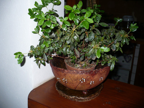 Venkovní květník- mísa — foto 2