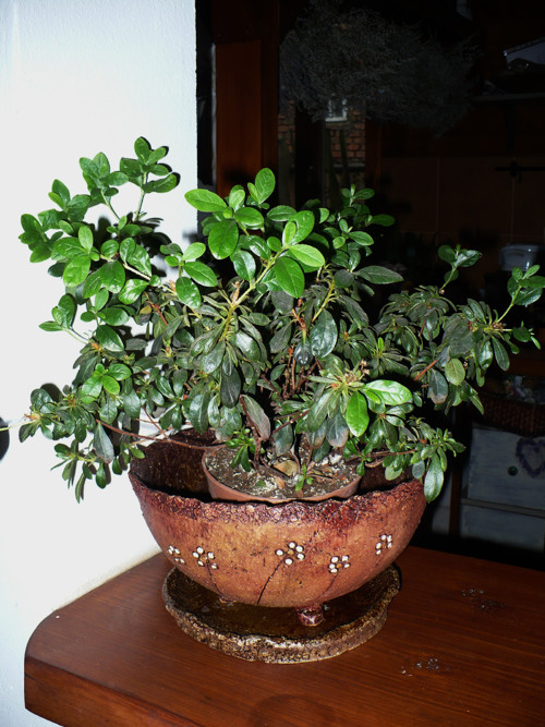 Venkovní květník- mísa — foto 3