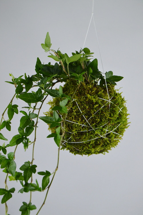Závěsná kokedama Hedera — foto 3
