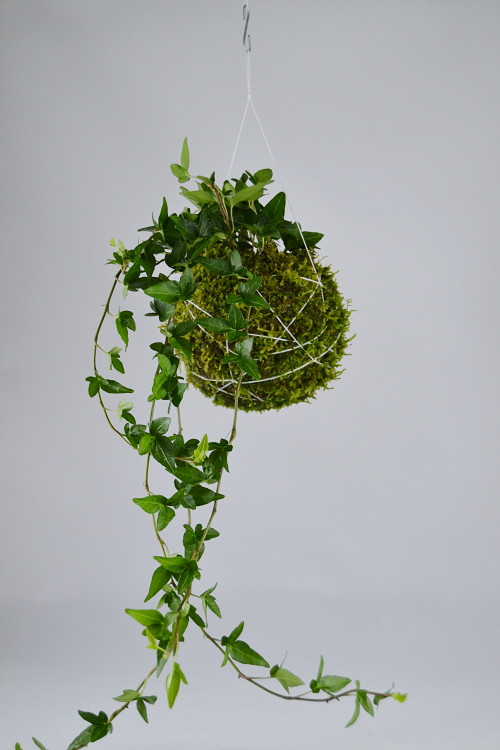 Závěsná kokedama Hedera — foto 4