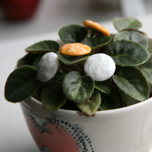 Calendula (puzety z porcelánu) — foto 5