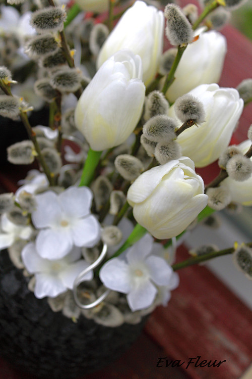 Páni Tulipáni a jejich kočičky — foto 3