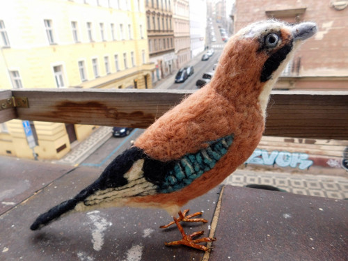 Chytil táta sojku — foto 2