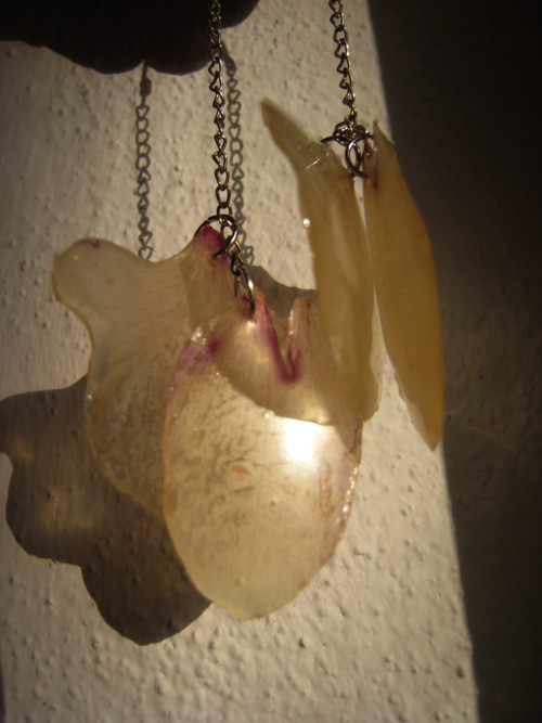 Orchidee... — foto 4