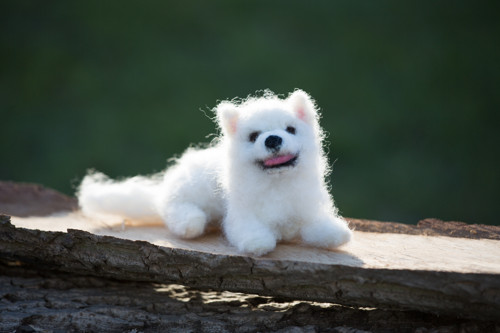 Samojed Péťa — foto 2